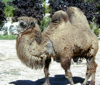 bactrian-camel.jpg