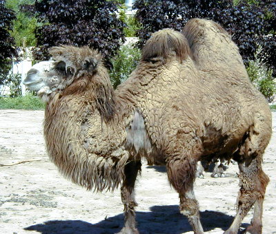 Camel